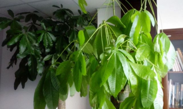 室内植物发财树叶片下垂是怎么回事？